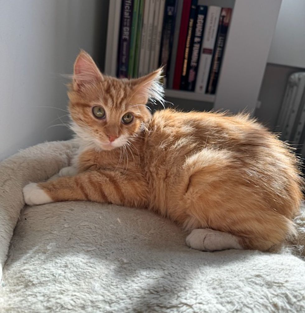fluffy ginger kitten