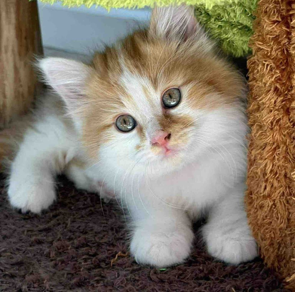fluffy ginger white kitten