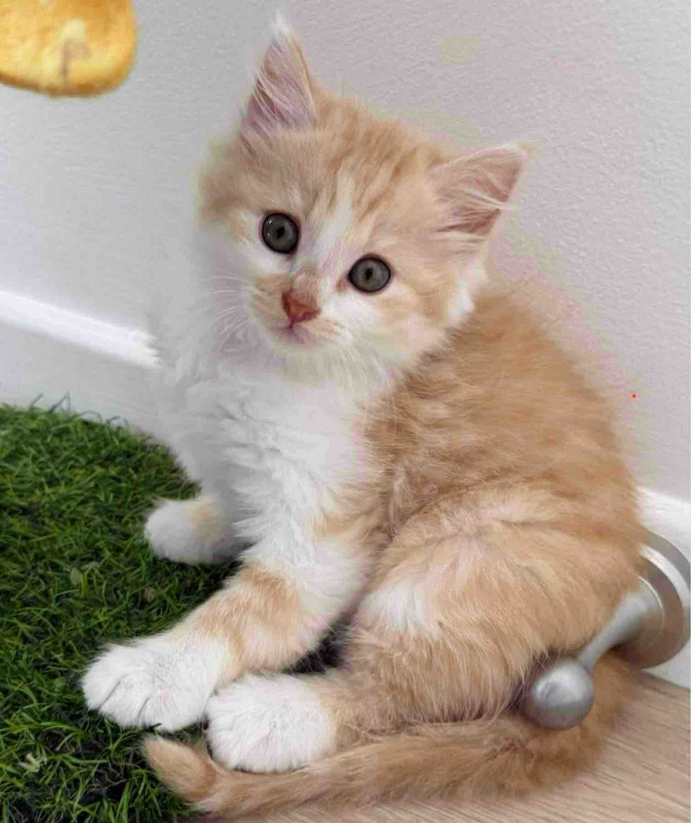 fluffy ginger white kitten