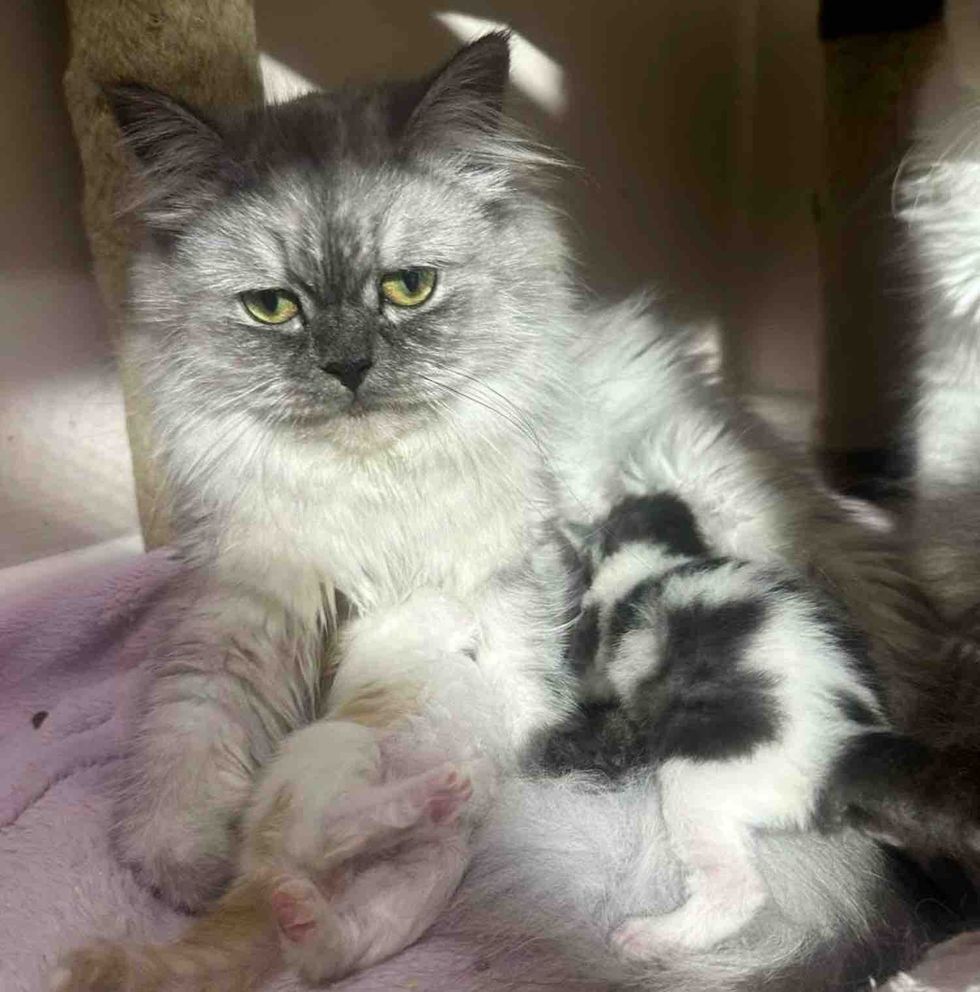 fluffy gray cat kittens