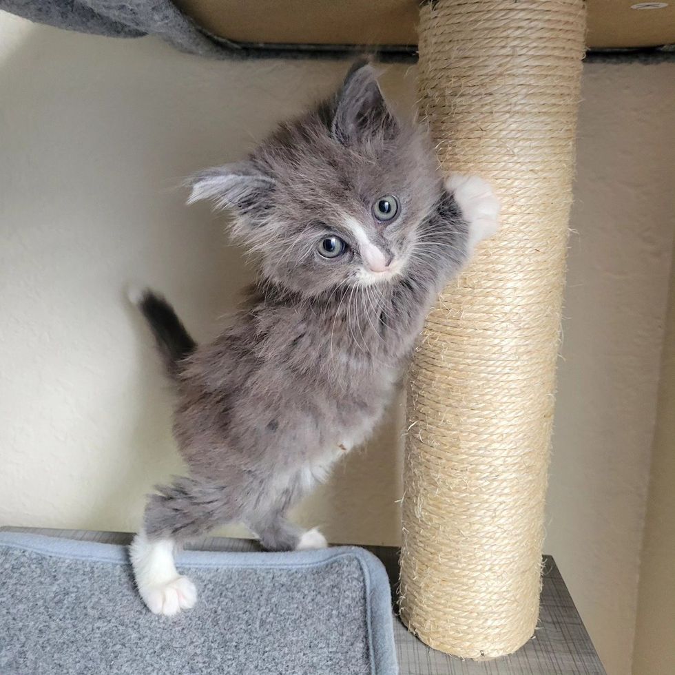fluffy gray kitten standing post
