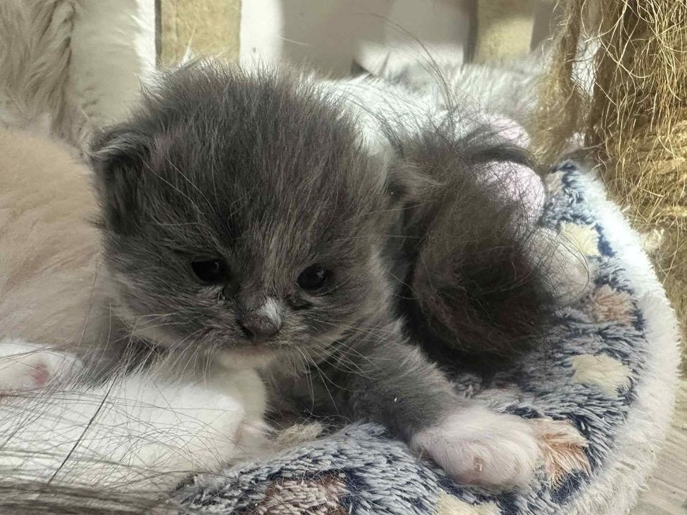 fluffy gray kitten