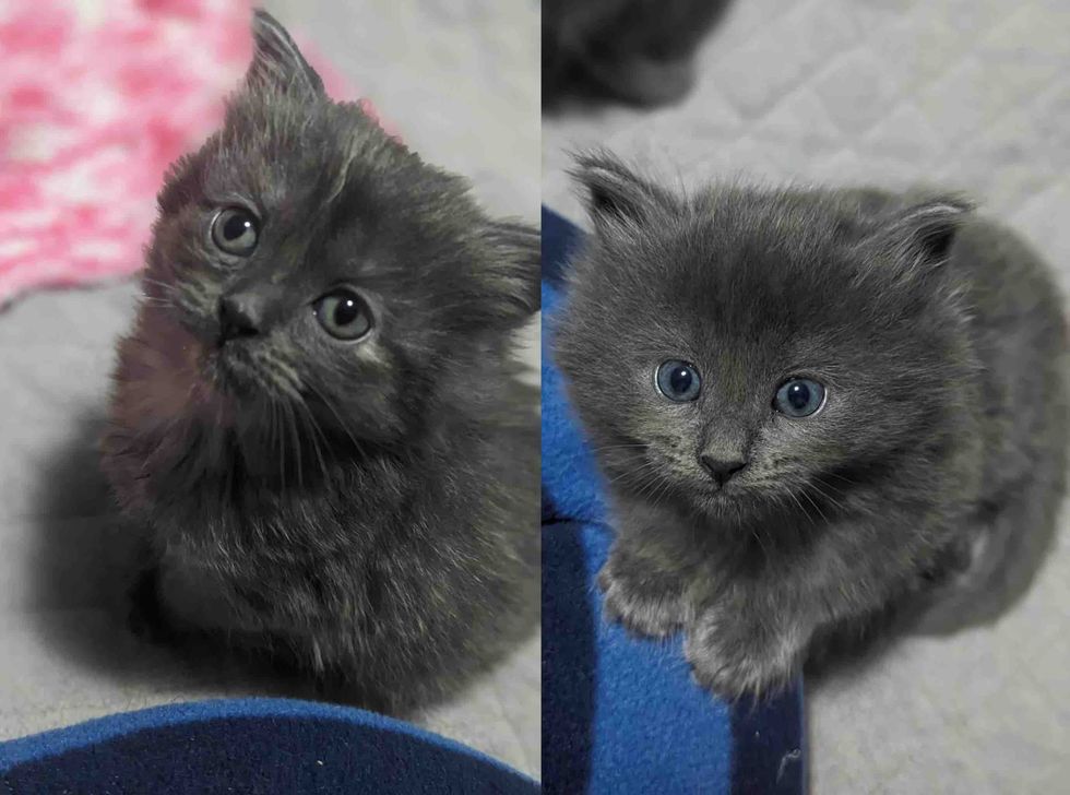 fluffy gray kittens