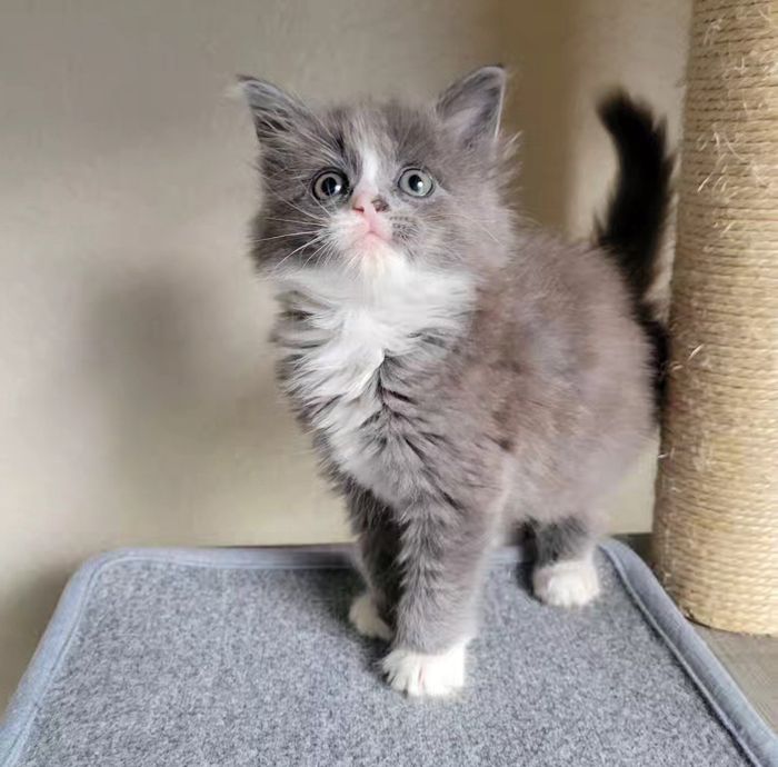 fluffy gray white kitten
