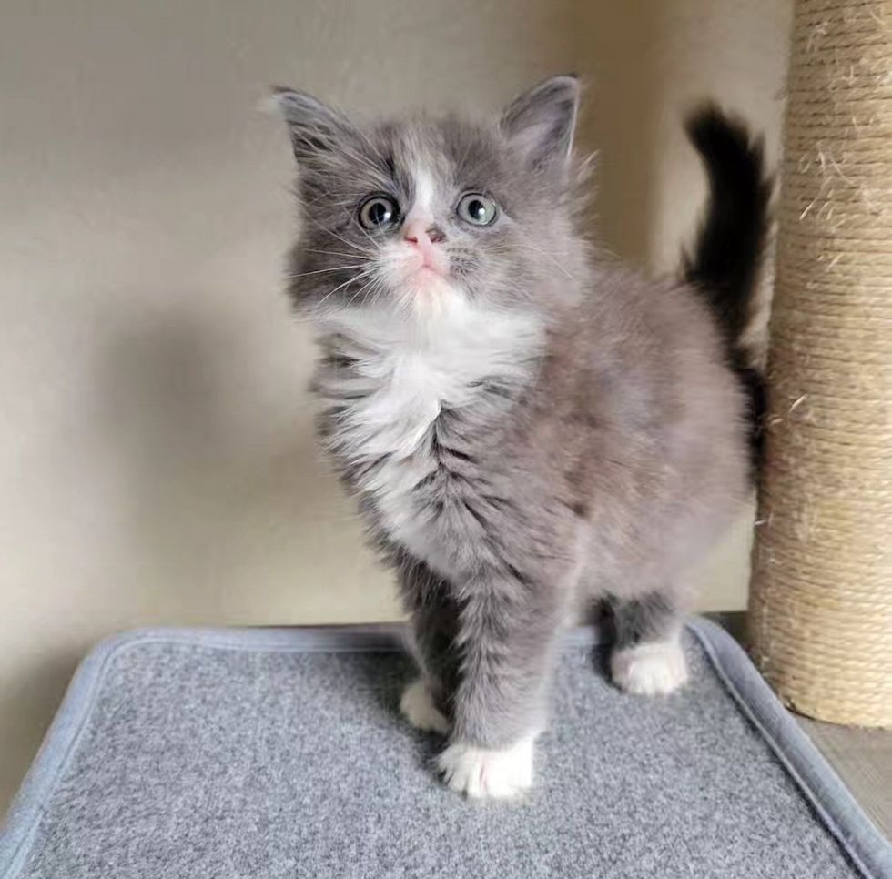fluffy gray white kitten
