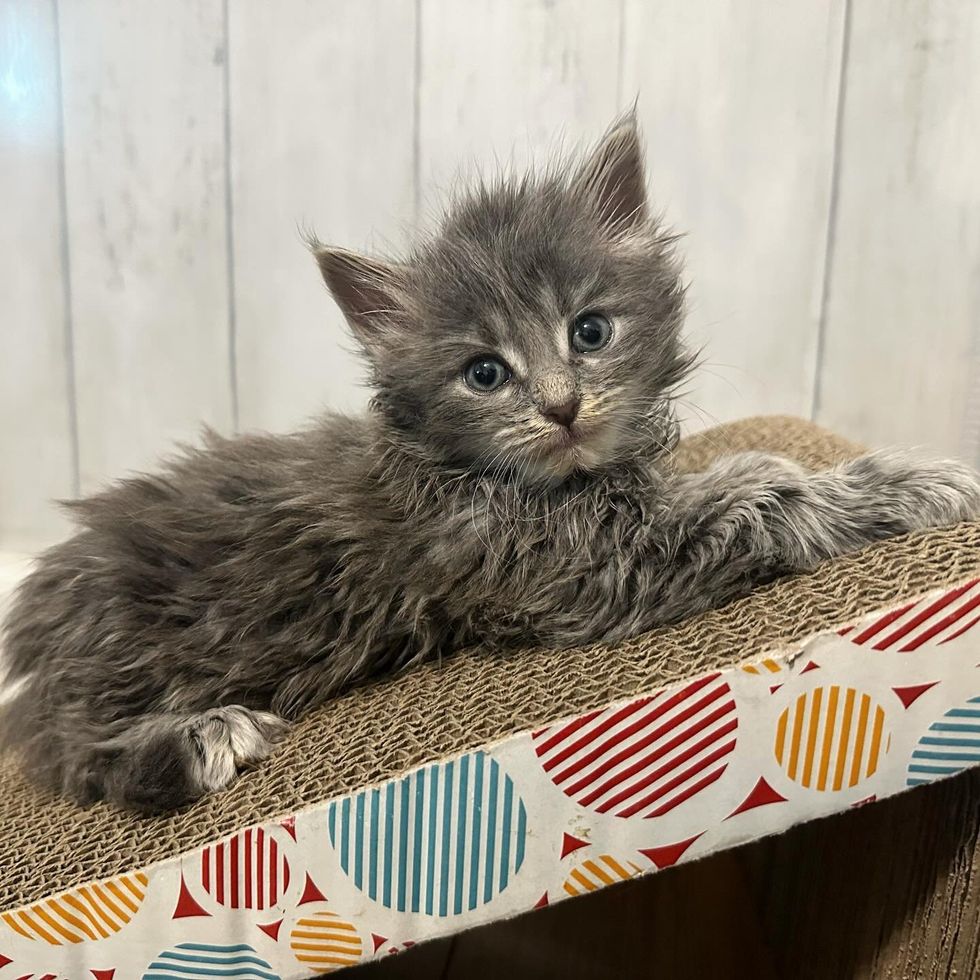 fluffy gremlin kitten gizmo