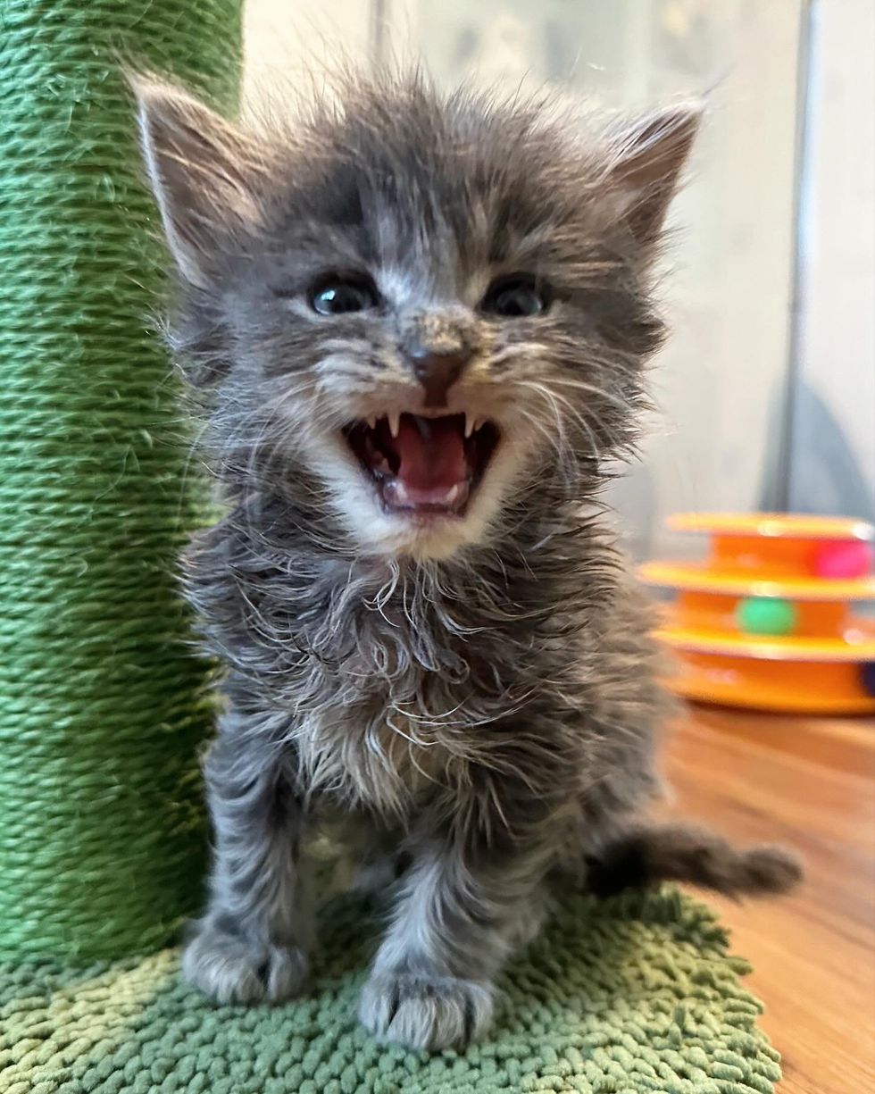 fluffy gremlin kitten