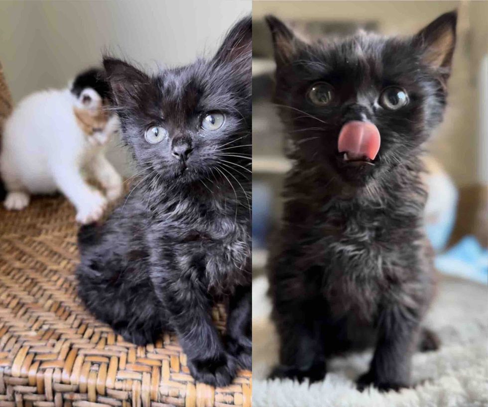 fluffy house panther kitten