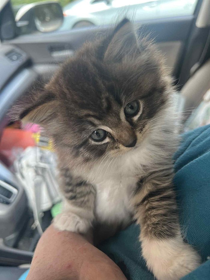 fluffy kitten attention seeker