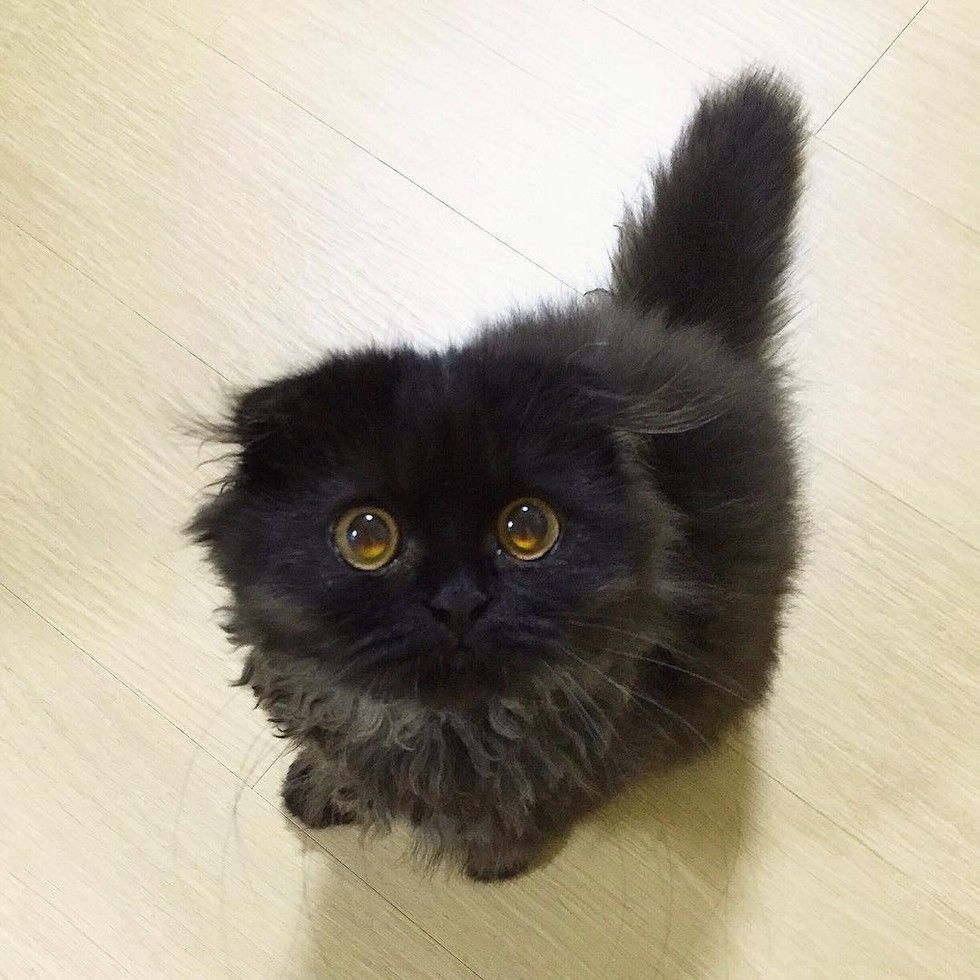 fluffy kitten big eyes owl cat