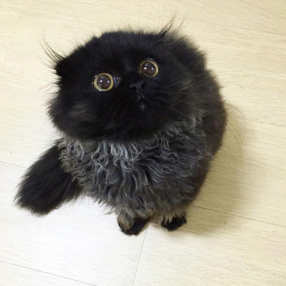 fluffy kitten big eyes owl cat