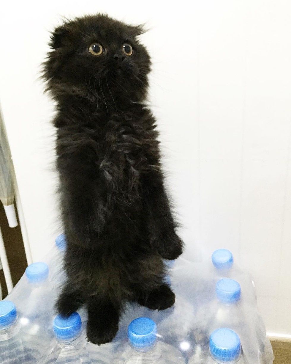 fluffy kitten big eyes owl cat