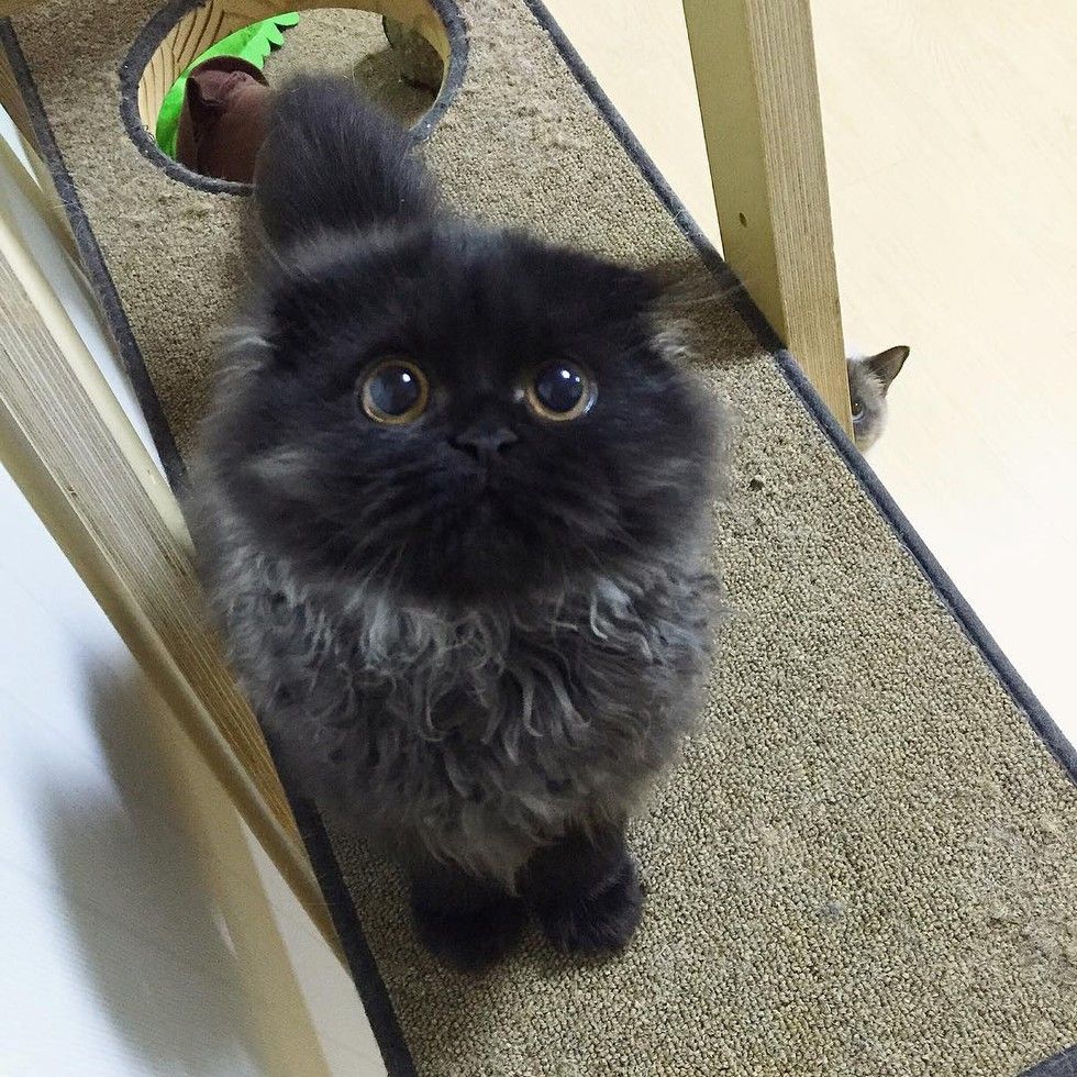 fluffy kitten big eyes owl cat