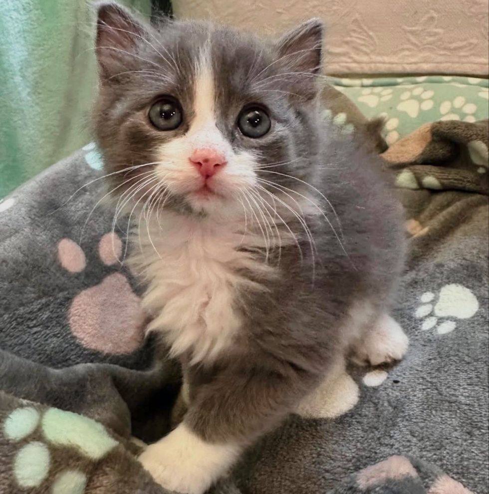 fluffy kitten big eyes