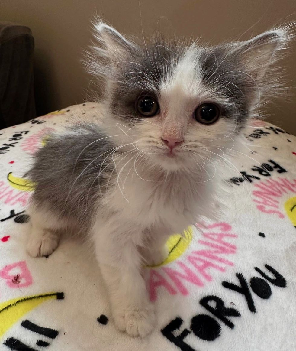 fluffy kitten big eyes