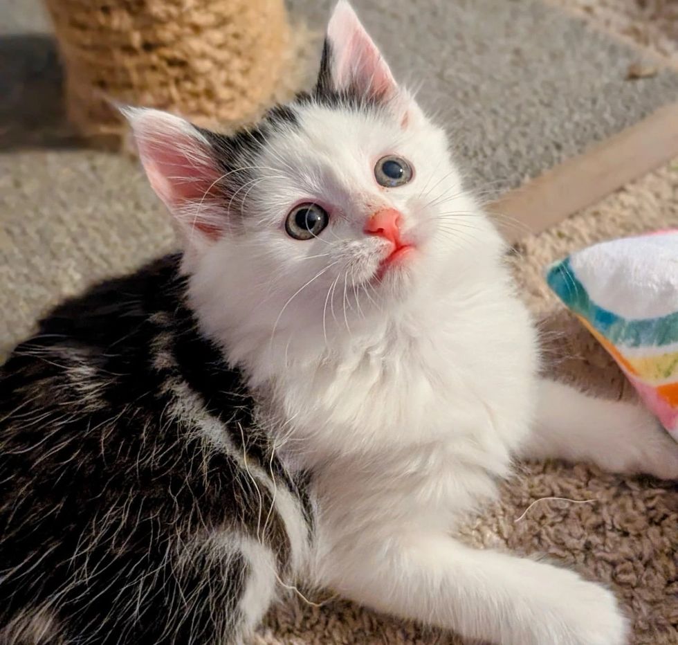 fluffy kitten big eyes