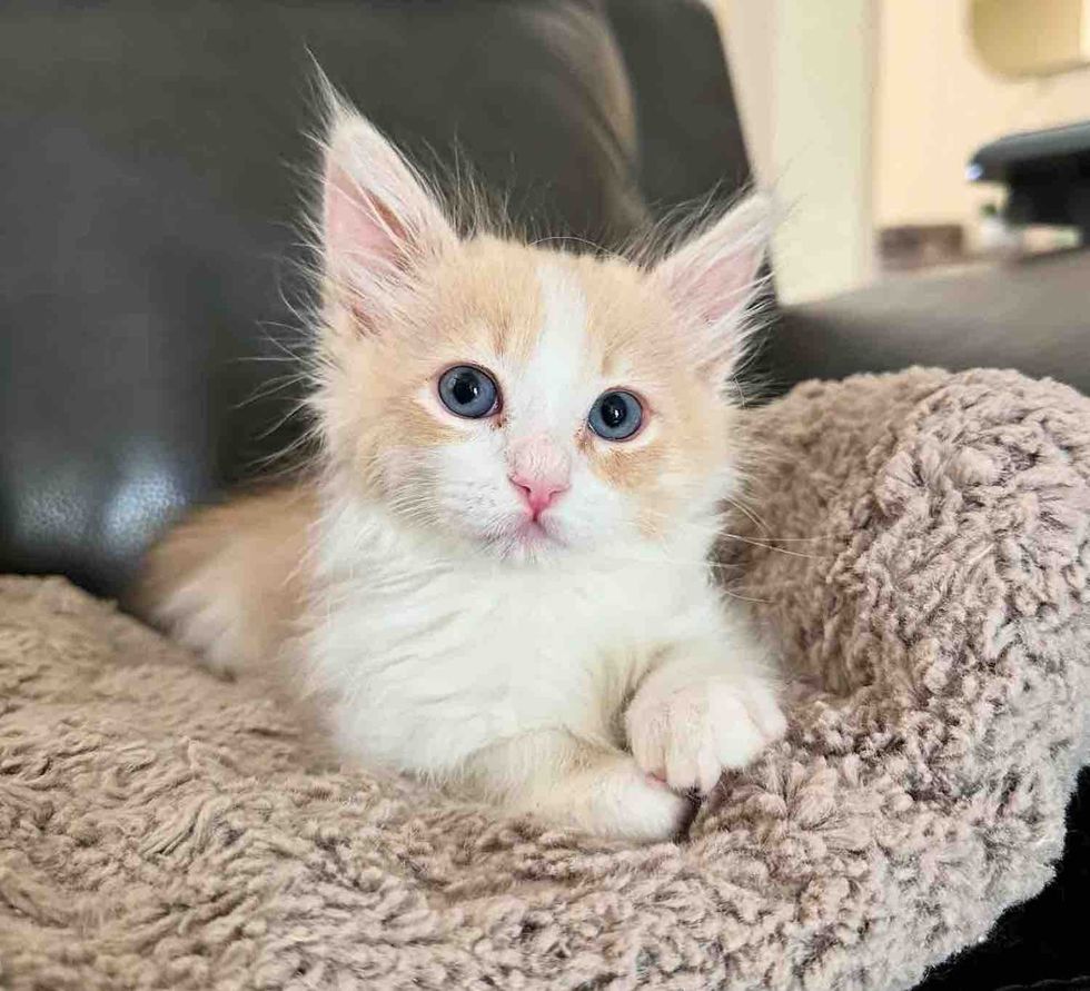 fluffy kitten blue eyes