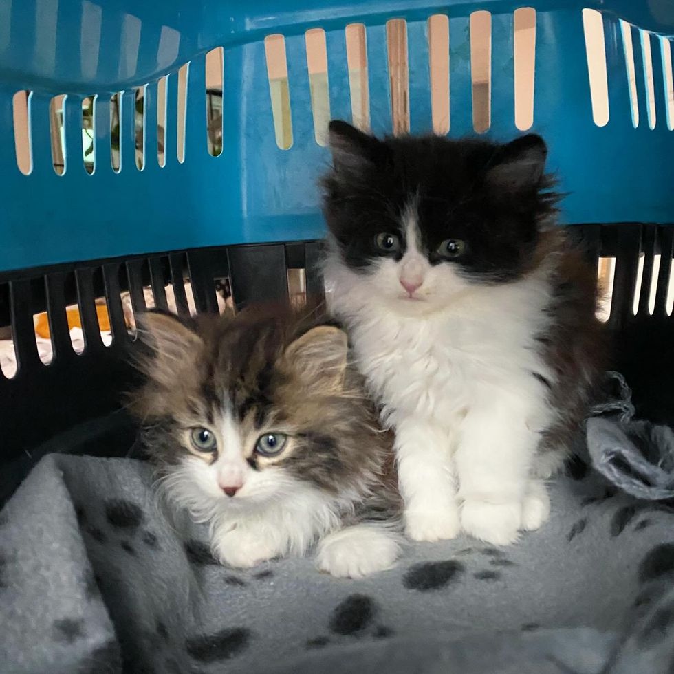 fluffy kitten brothers