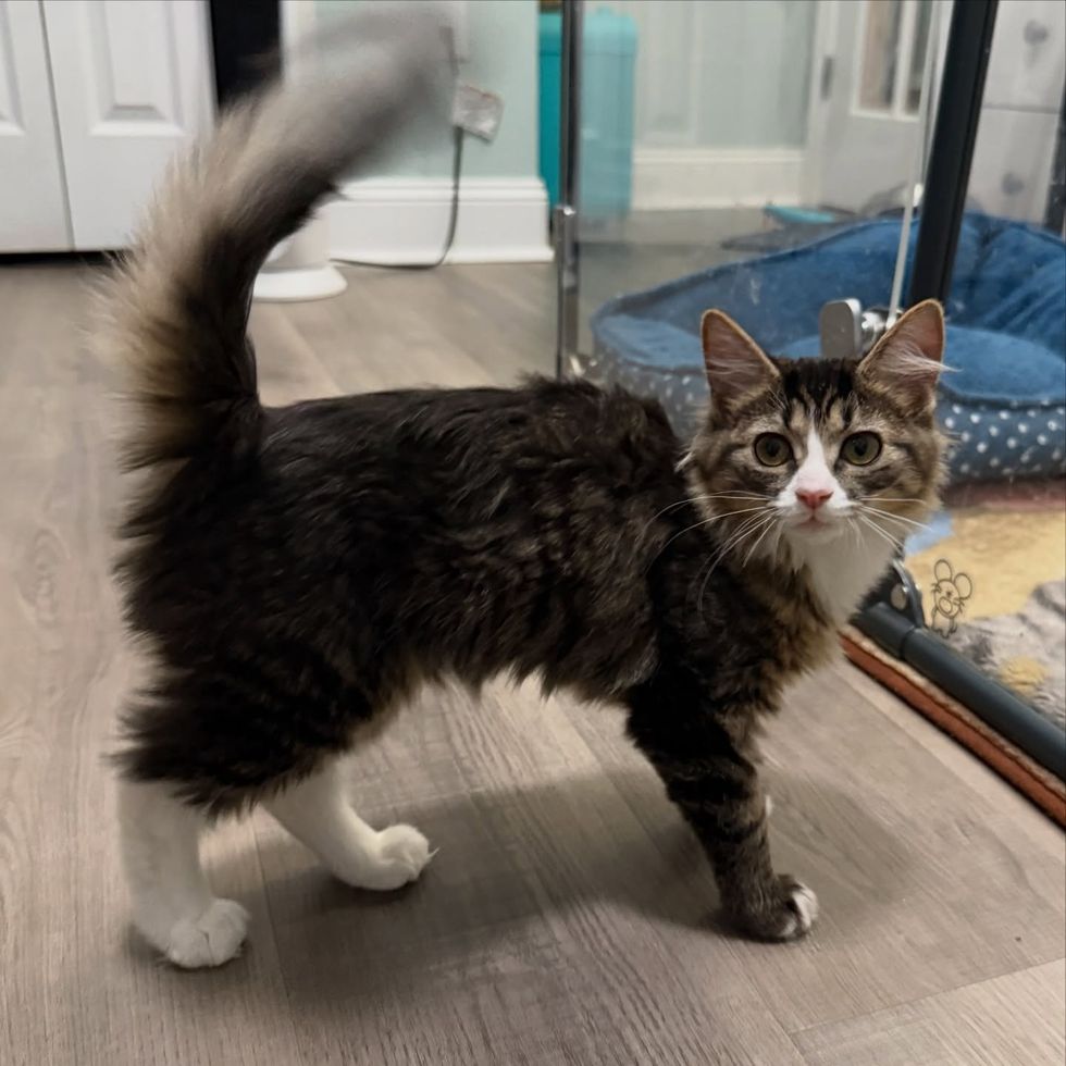 fluffy kitten bushy tail