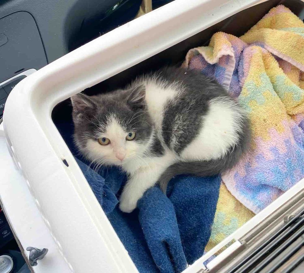 fluffy kitten carrier car