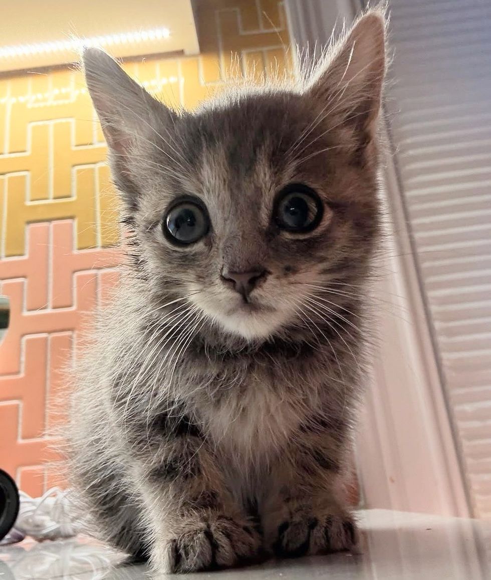 fluffy kitten curious