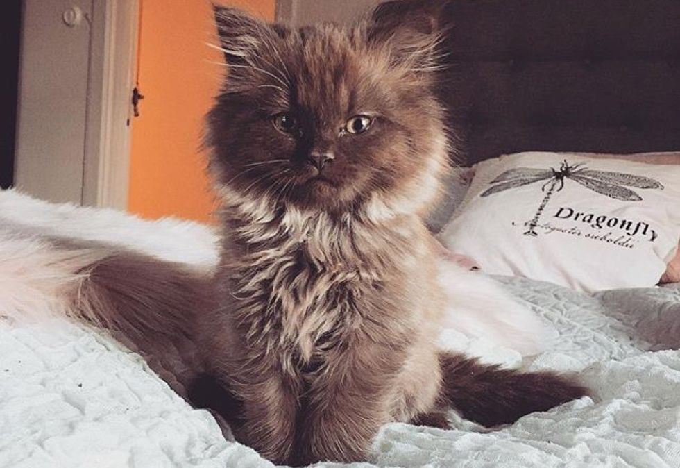 fluffy kitten, cute