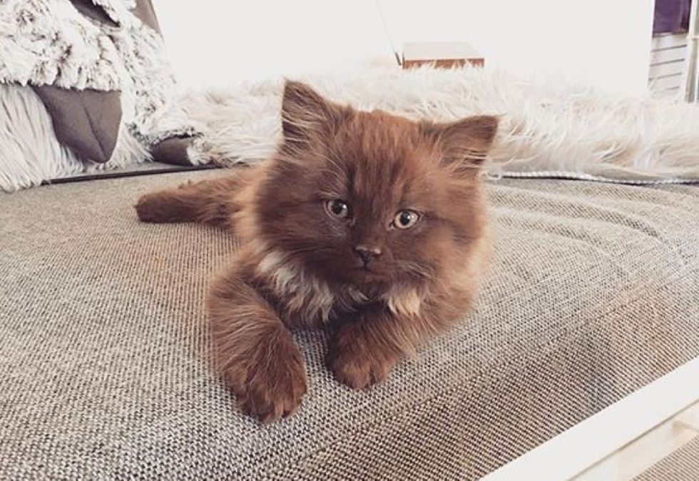 fluffy kitten, cute