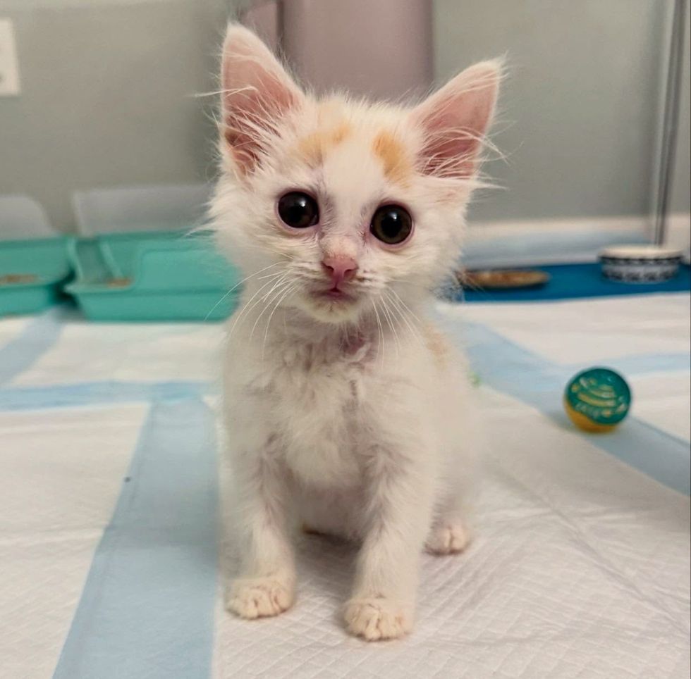 fluffy kitten cute