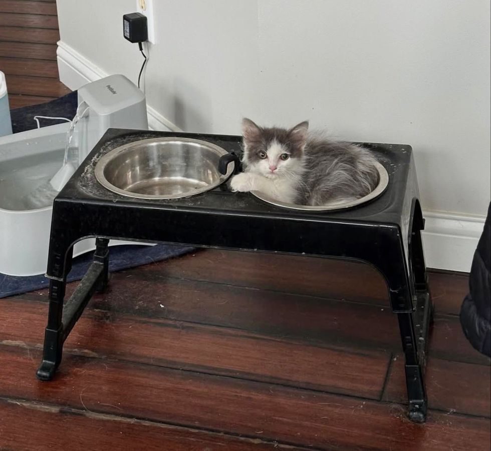 fluffy kitten dog bowls