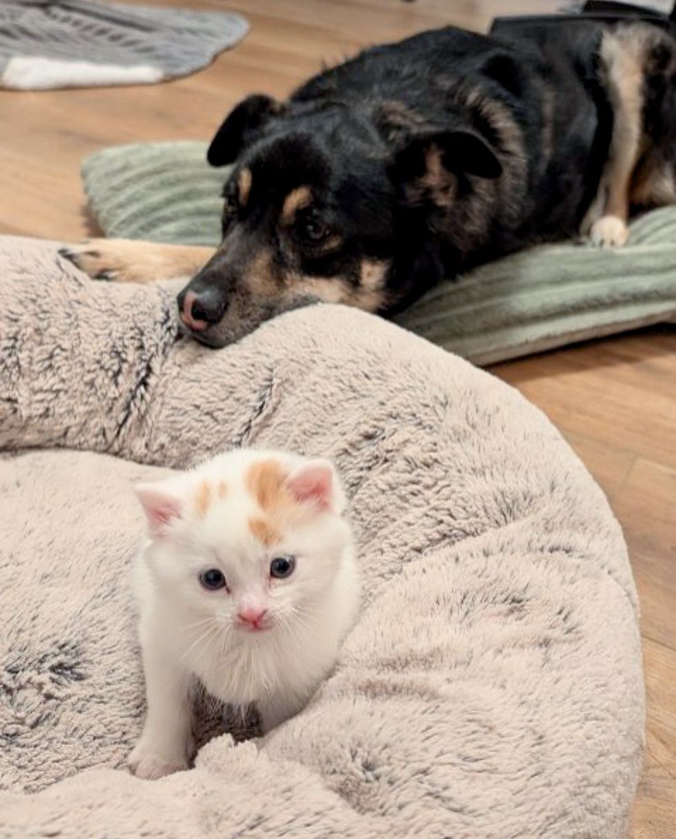 fluffy kitten dog