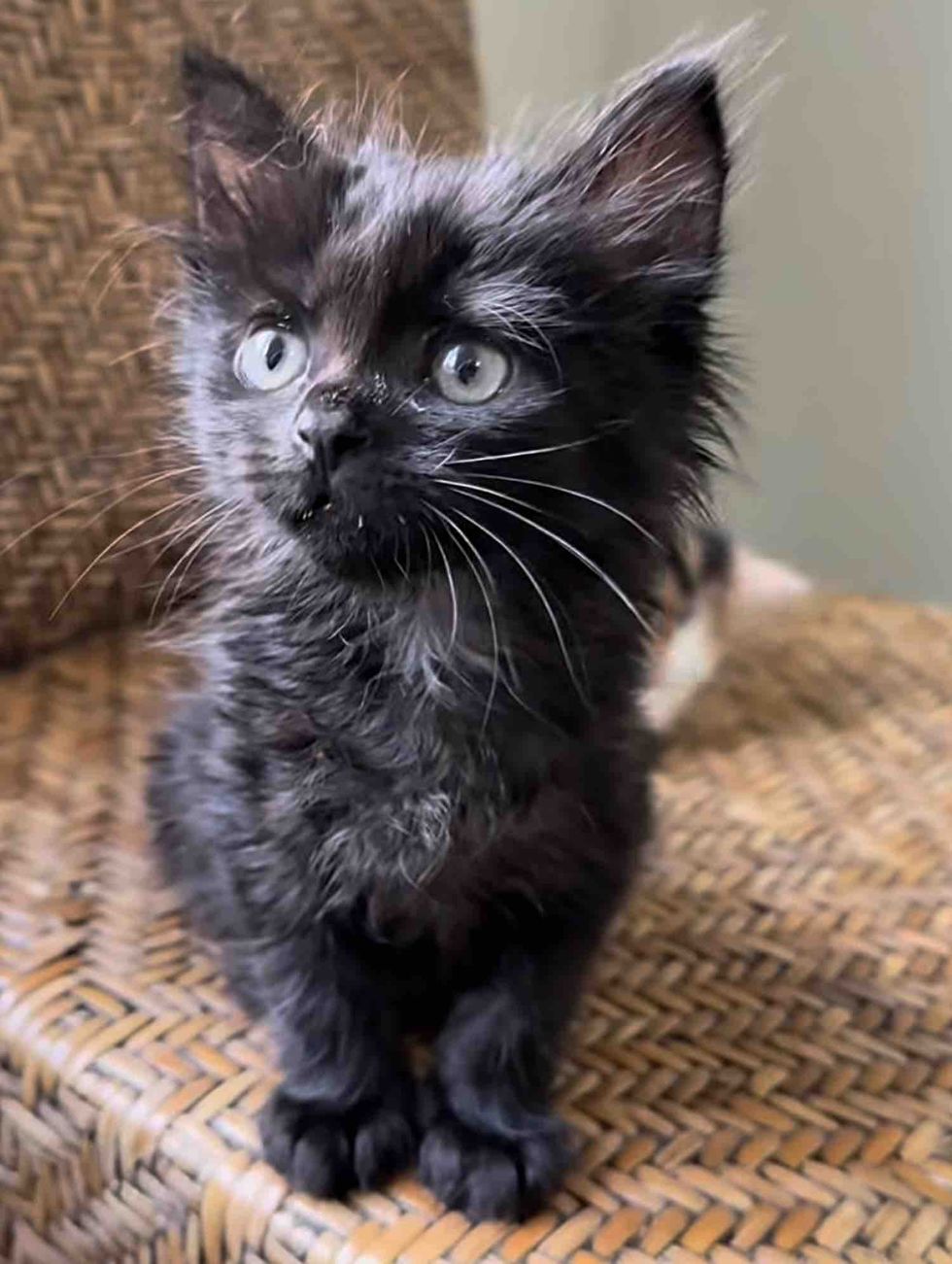 fluffy kitten house panther