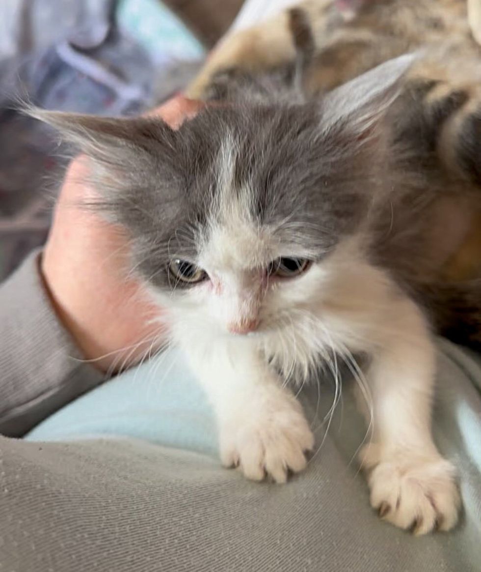 fluffy kitten lap cat