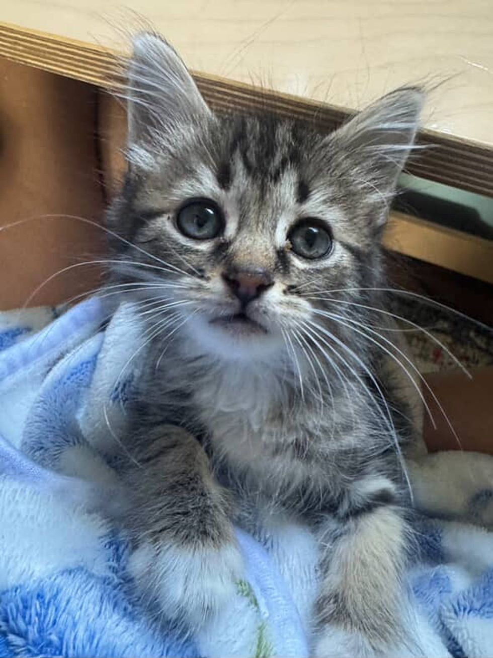 fluffy kitten lap cat