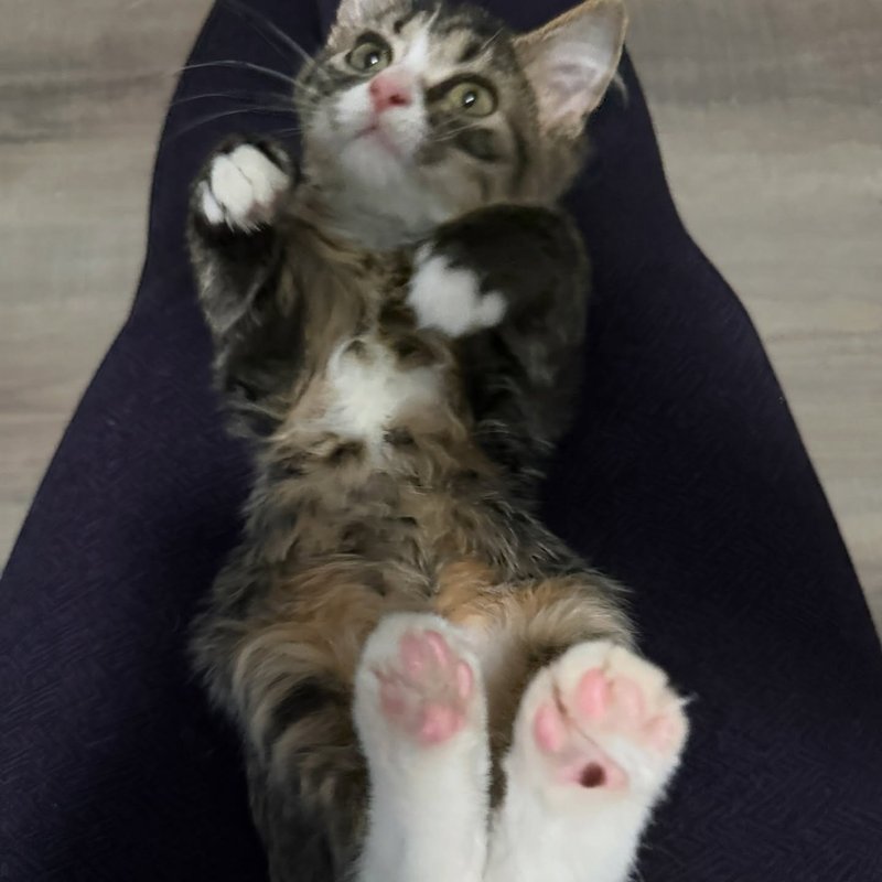 fluffy kitten lap cat