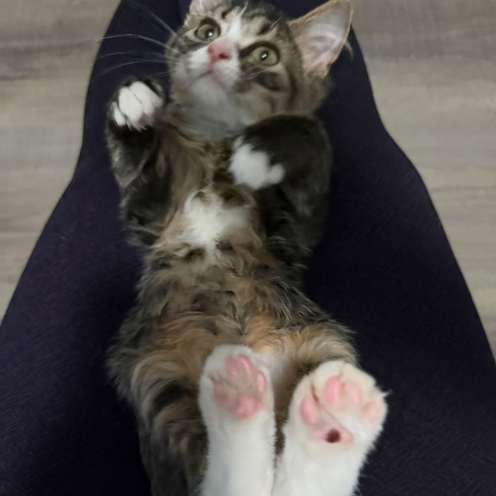 fluffy kitten lap cat