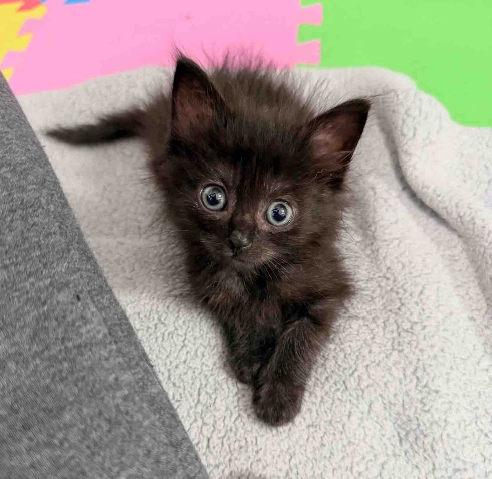 fluffy kitten panther