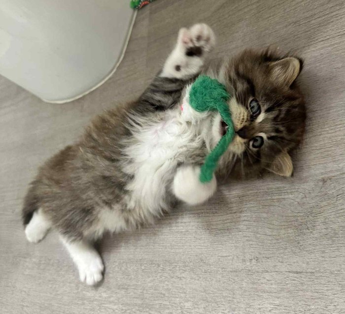 fluffy kitten playful toys