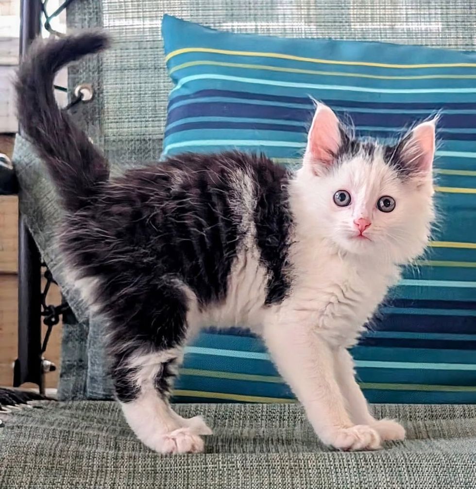 fluffy kitten playful