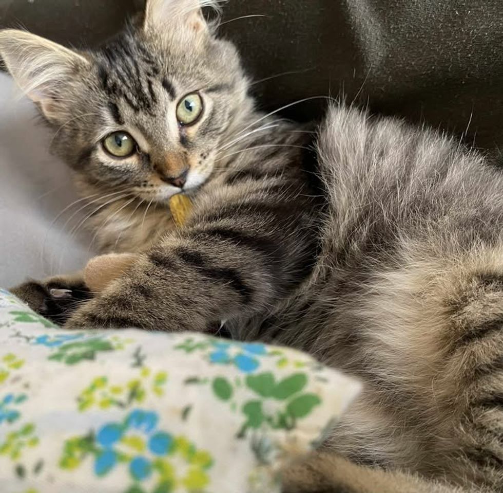 fluffy kitten playful