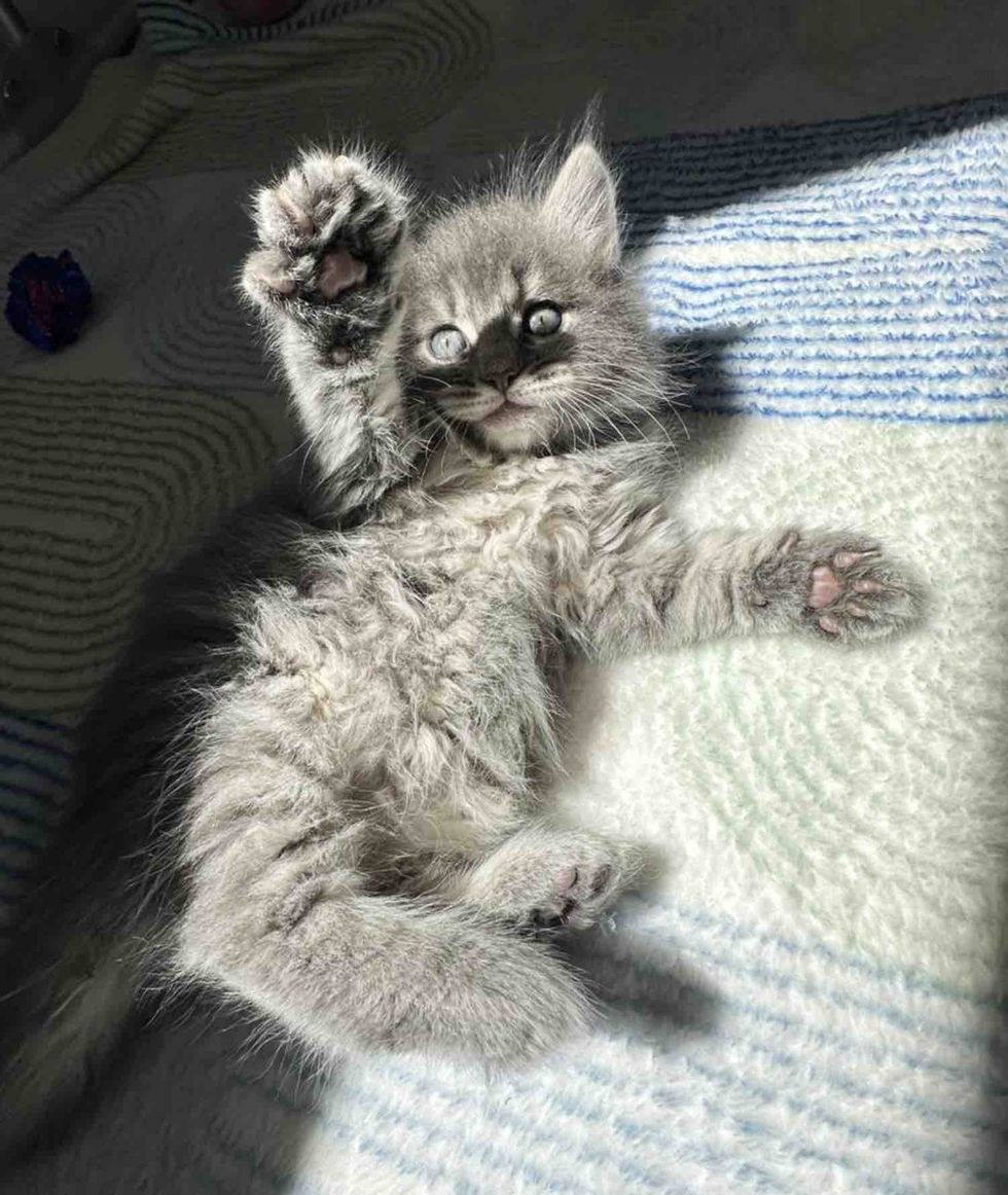 fluffy kitten playful