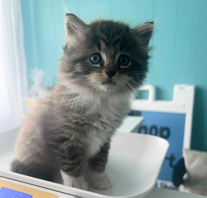 fluffy kitten scale weight