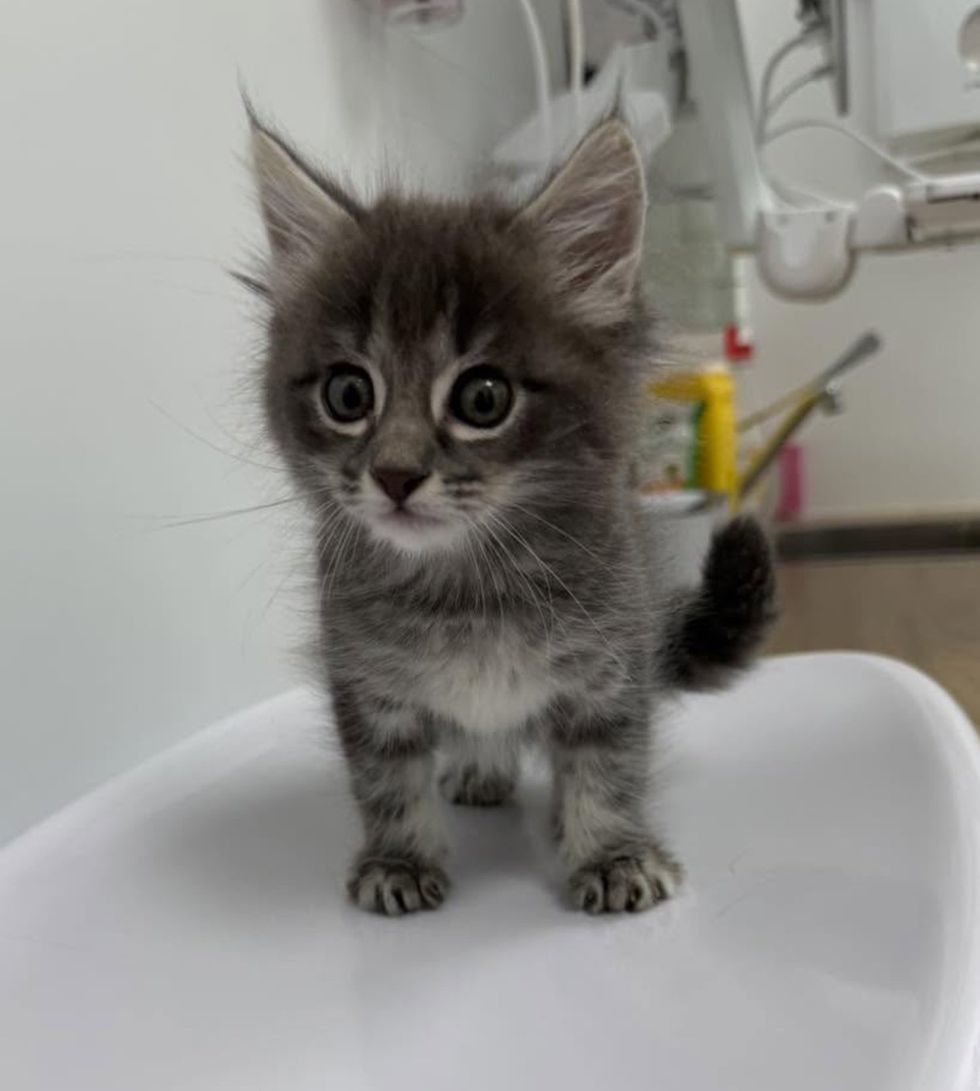 fluffy kitten scale