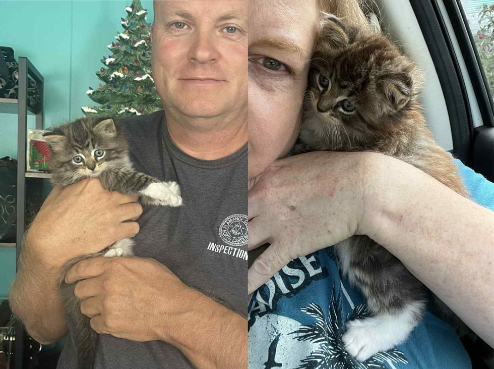 fluffy kitten snuggles arms