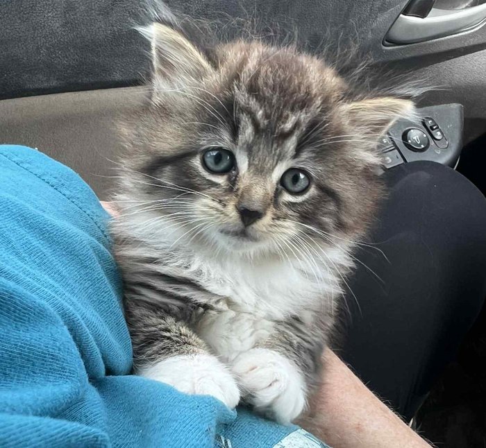 fluffy kitten snuggles