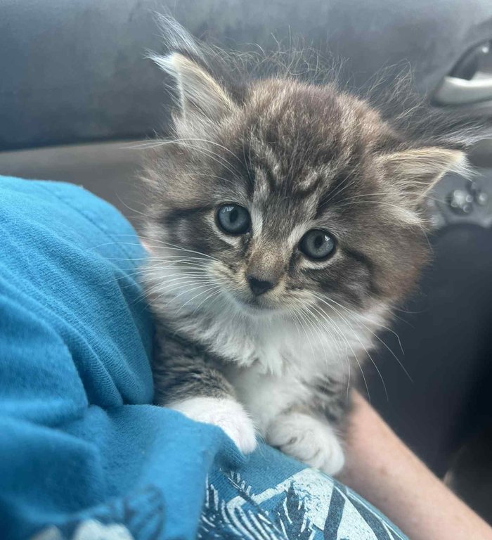 fluffy kitten snuggles