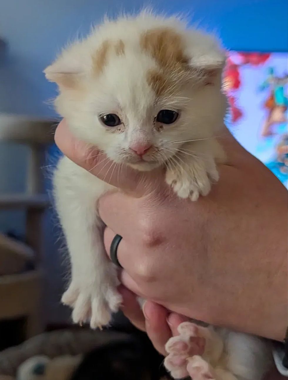 fluffy kitten sweet