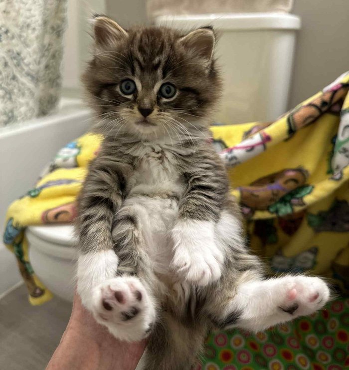 fluffy kitten teddy bear