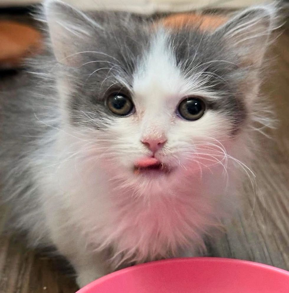 fluffy kitten tongue