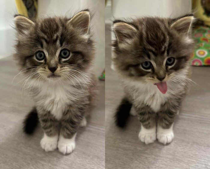 fluffy kitten tongue