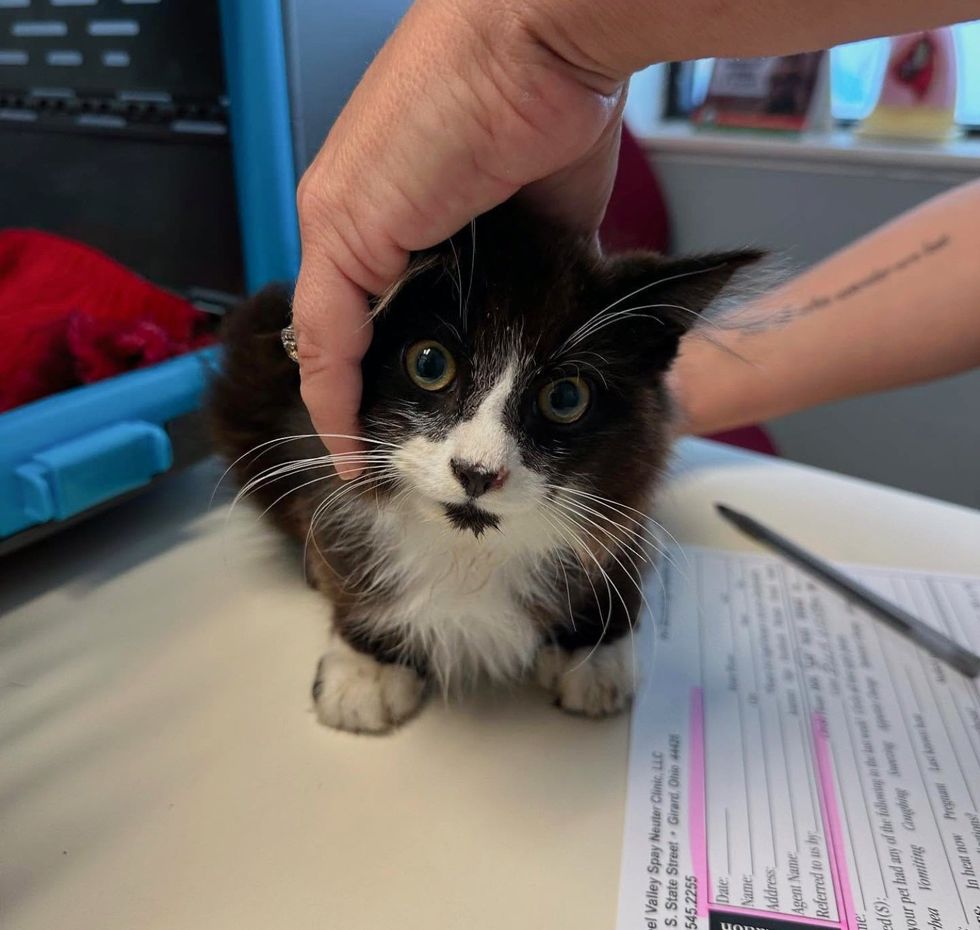 fluffy kitten vet